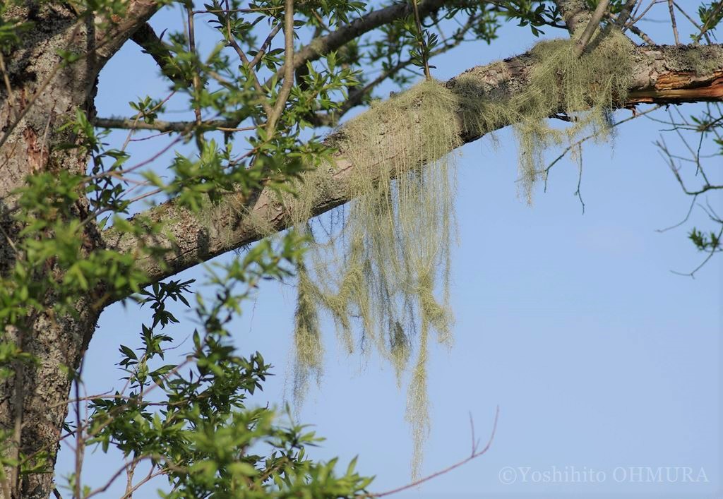 Usnea longissima